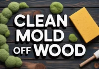 clean-mold-off-wood
