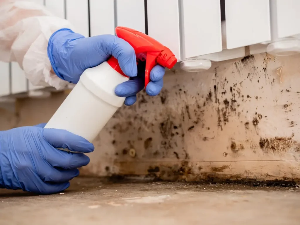 remove mold from wood