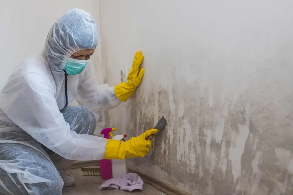 Mold Clean Up Mold-Clean-Up